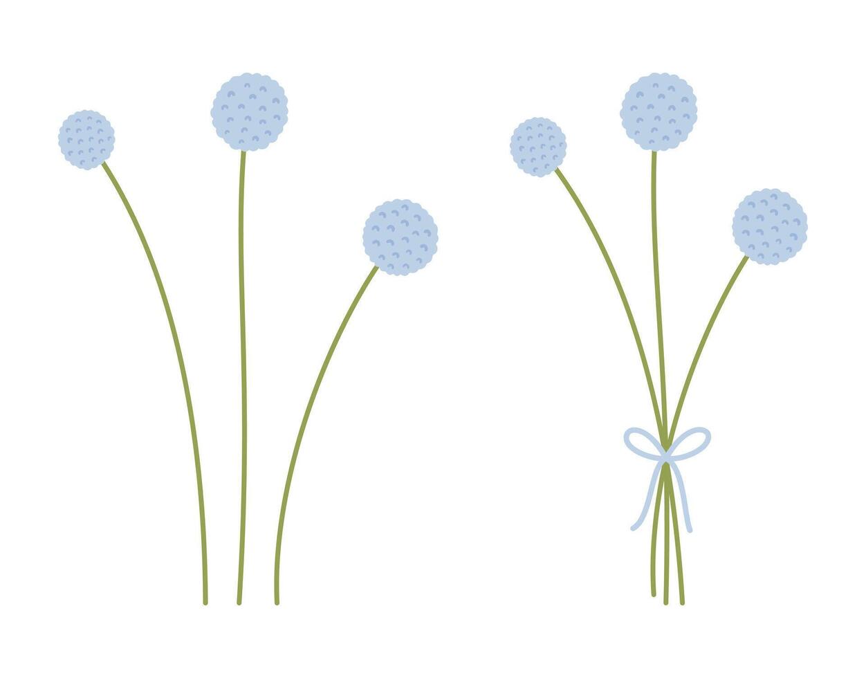 Set of bouquets and blue craspedia flower silhouettes, green color stems. White background. Bunches of delicate wildflowers, illustration for design projects vector
