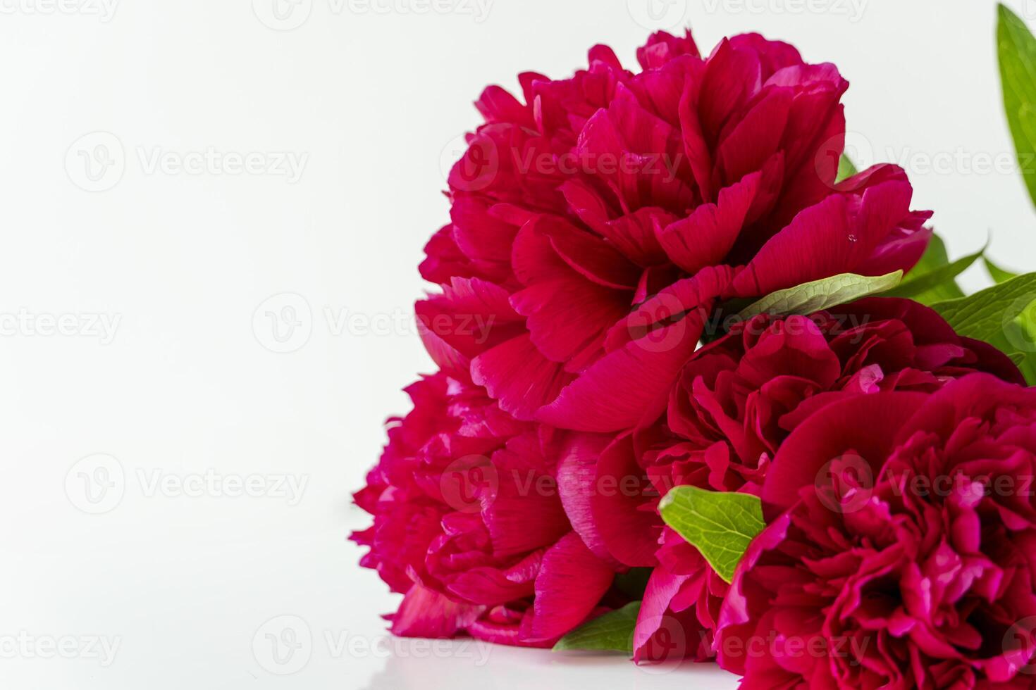 Romantic Red Peonies Isolated on White Floral Arrangement with space for copy photo