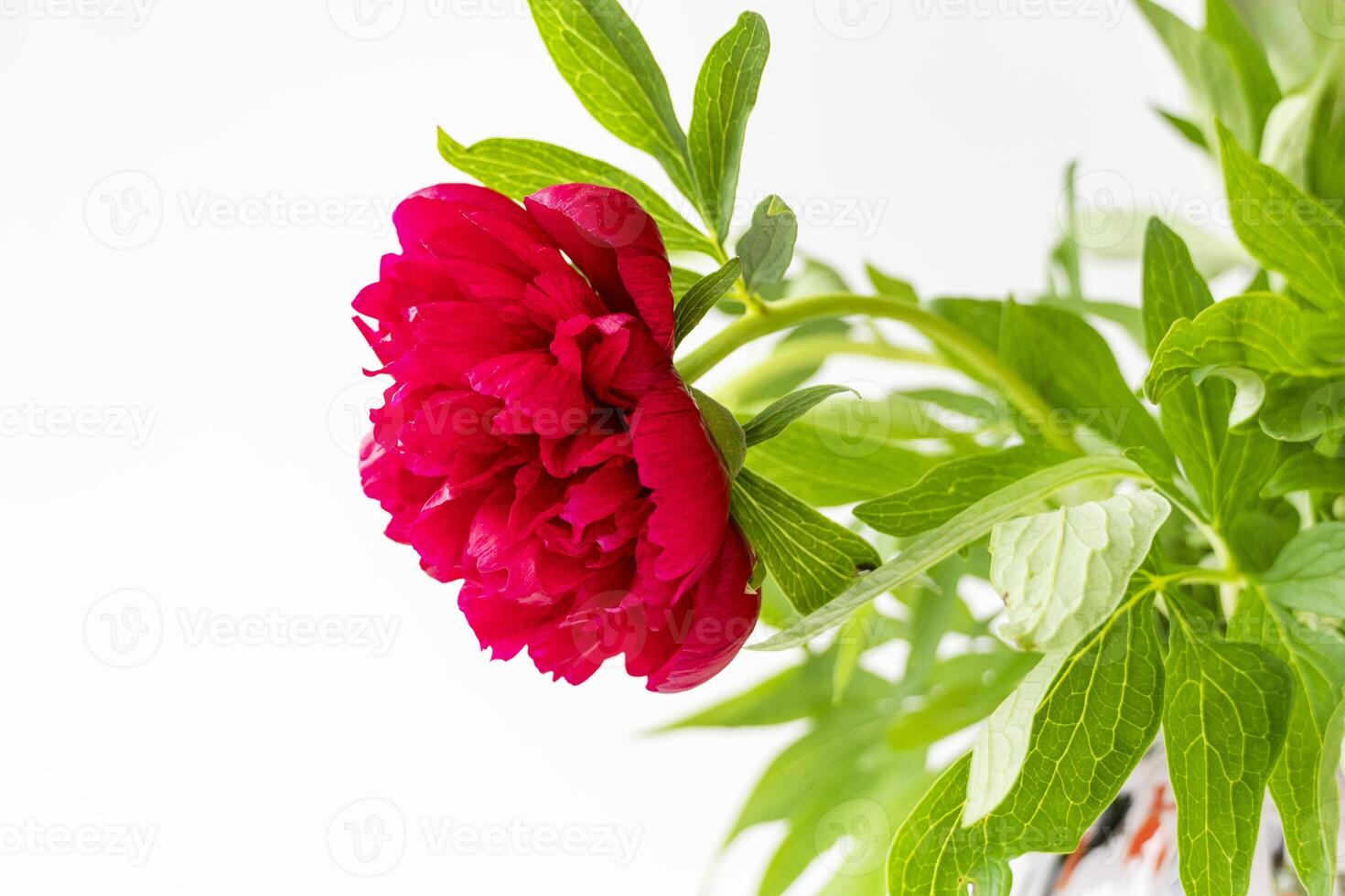 Beautiful red peony flower on white background isolated on light white background with copy space photo
