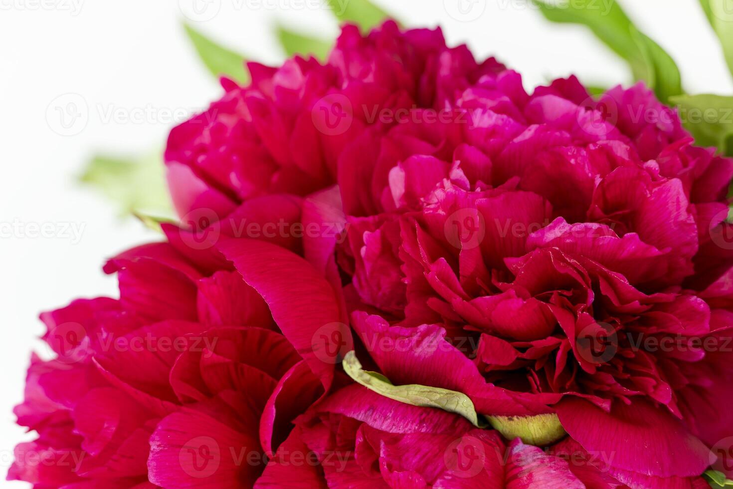Blooming Red Peony Flowers close up background photo