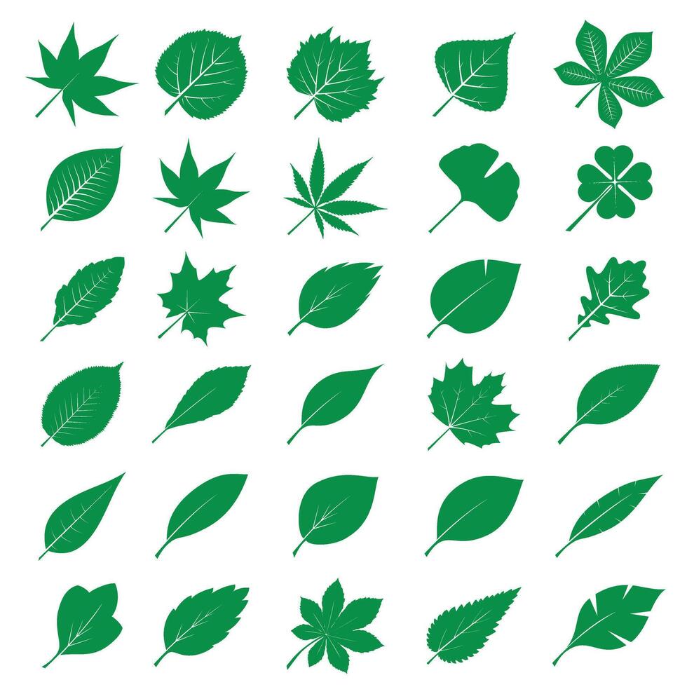 Collection of green Leafs. Outline Illustration. Floral element. EPS. vector
