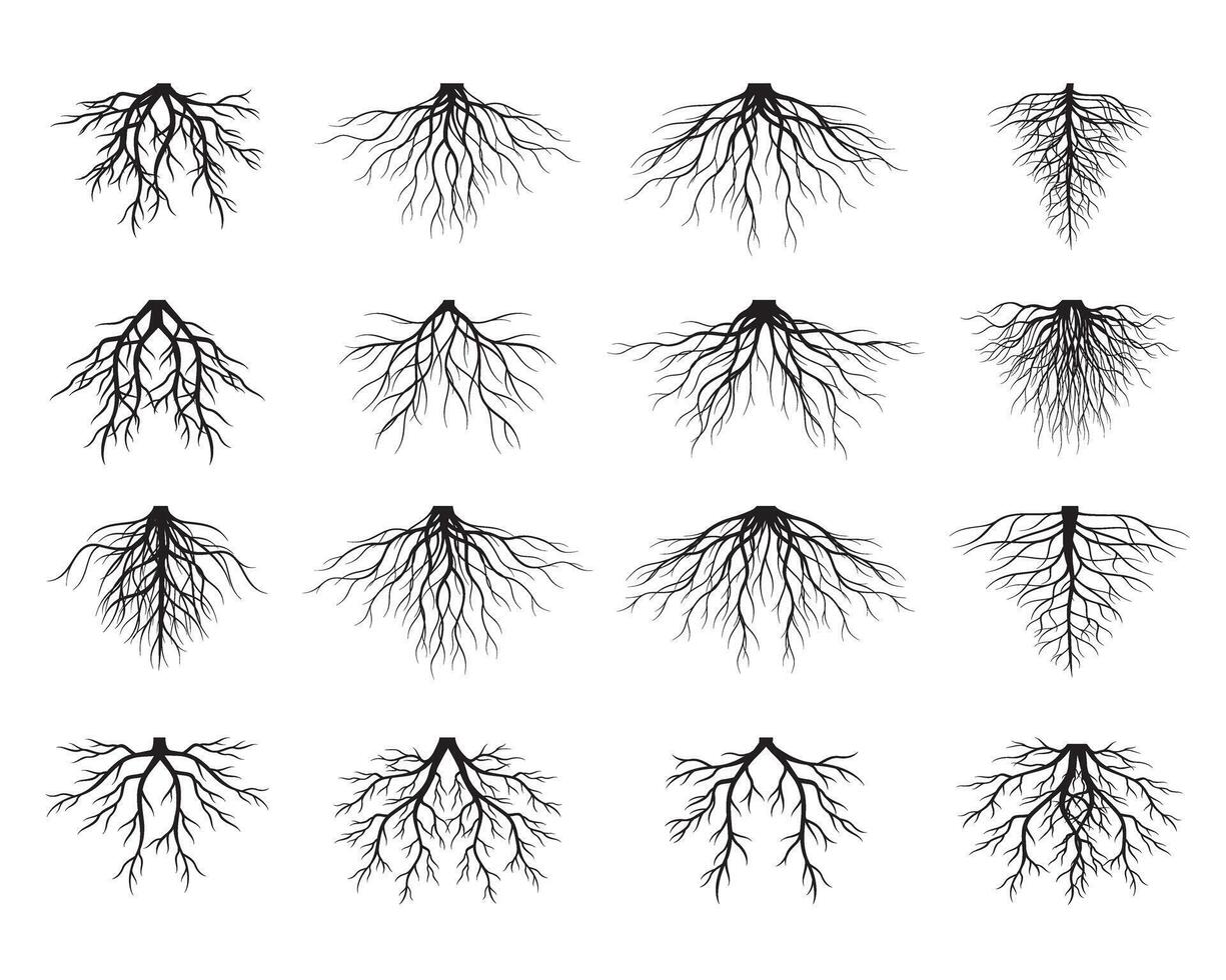 Set of Black Tree Roots. Outline Illustration and nature image. vector
