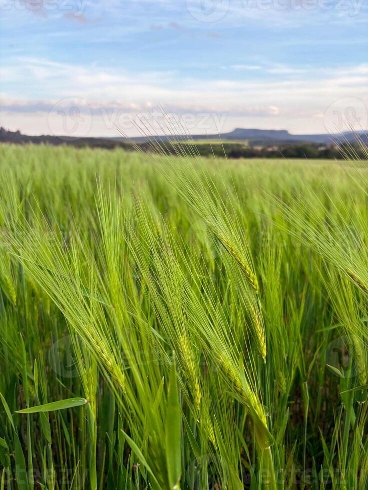 Young green ears of wheat grow in a wheat field. photo