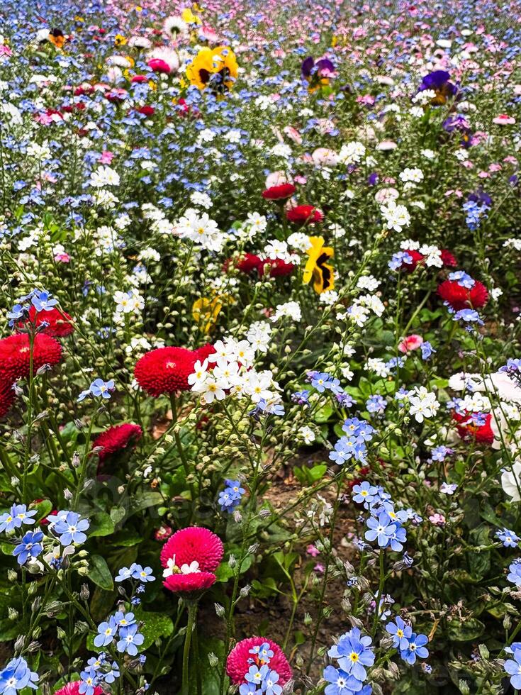 Delicate simple flowers in spring on a flower bed in the park. Close-up of flowers. photo