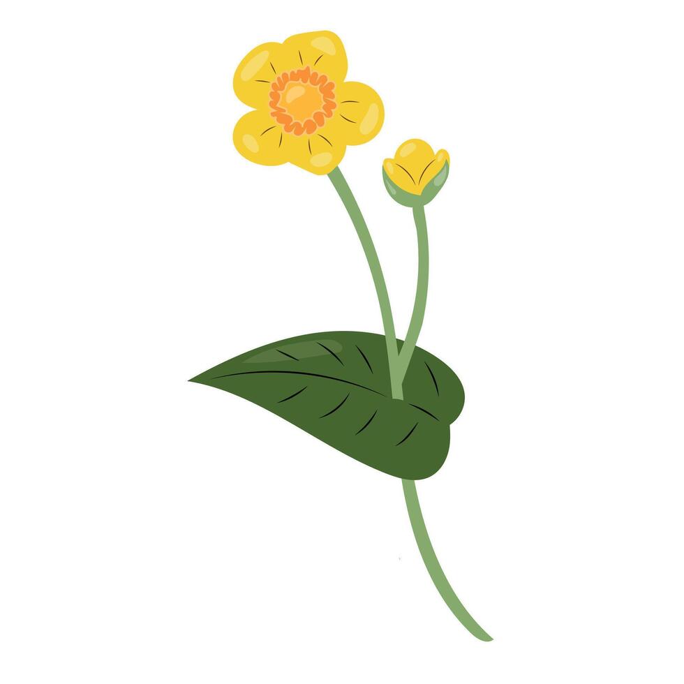 Yellow wildflower with a stem and leaves on a white background. vector