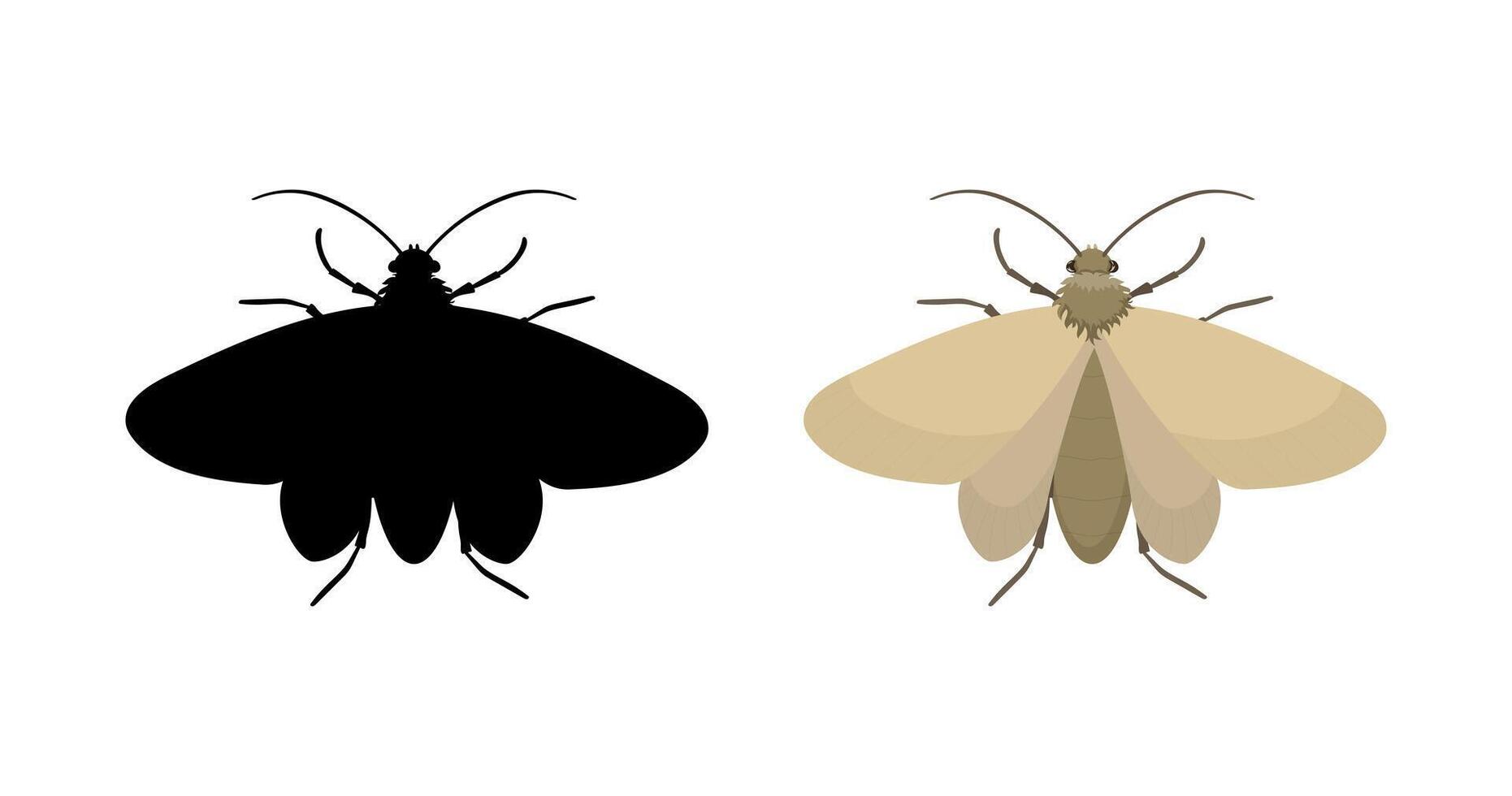Webbing clothes moth, its silhouette vector