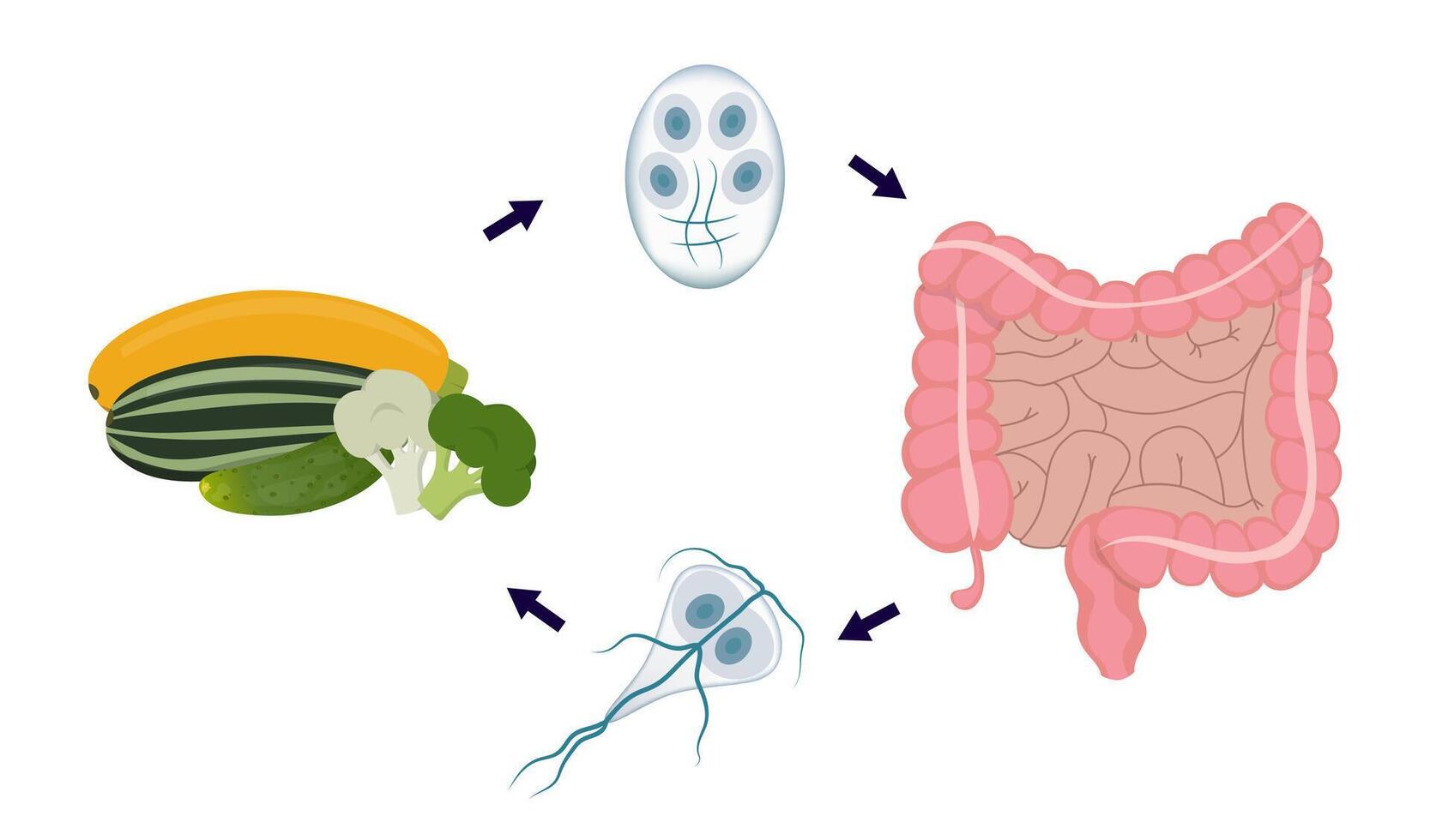 Giardia lifecycle showing contamination through ingestion of raw vegetables vector