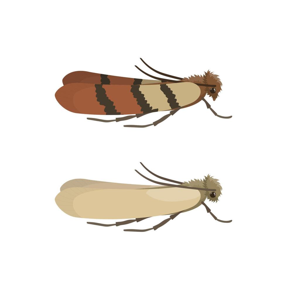 Indian Meal Moth and Webbing Clothes Moth Showing Different Wing Colors vector