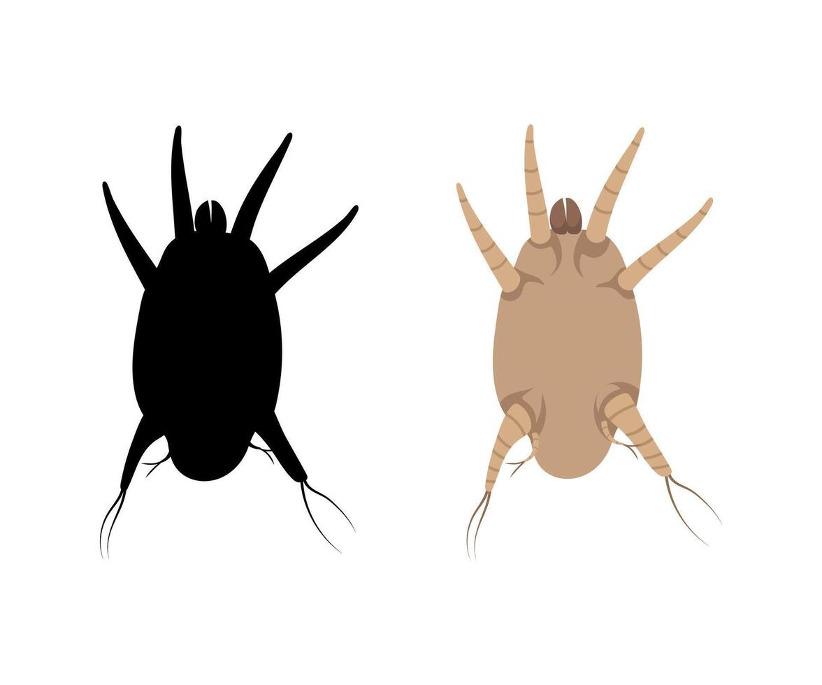 Ear mite causing otodectes cynotis infection and its black silhouette vector