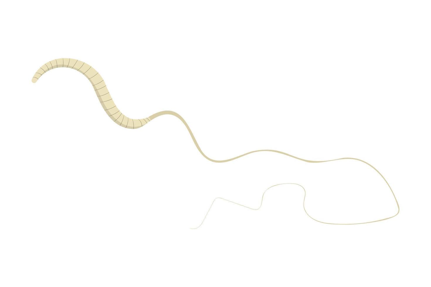 Whipworm, Trichuris trichiura, causing trichuriasis infection in humans vector