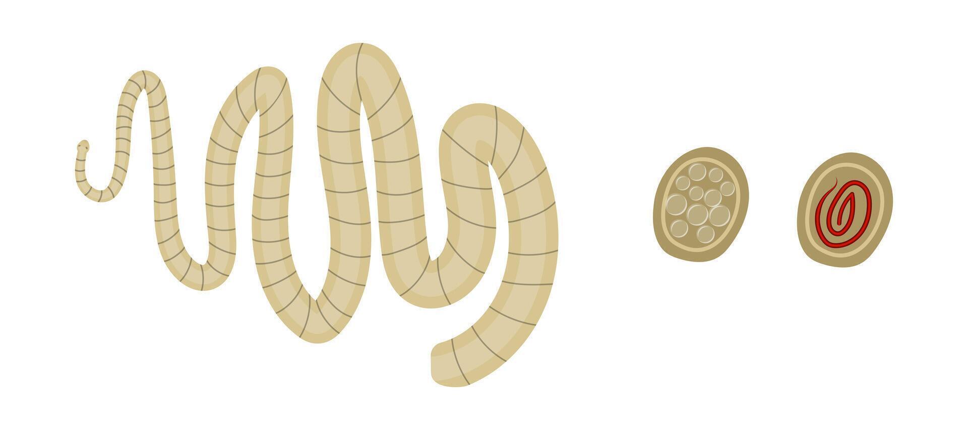 Tapeworm, cross section showing proglottids with eggs and uterus, medical illustration vector