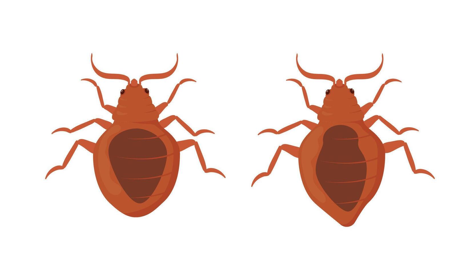 Bed Bugs Showing Dorsal and Ventral Sides on White Background vector