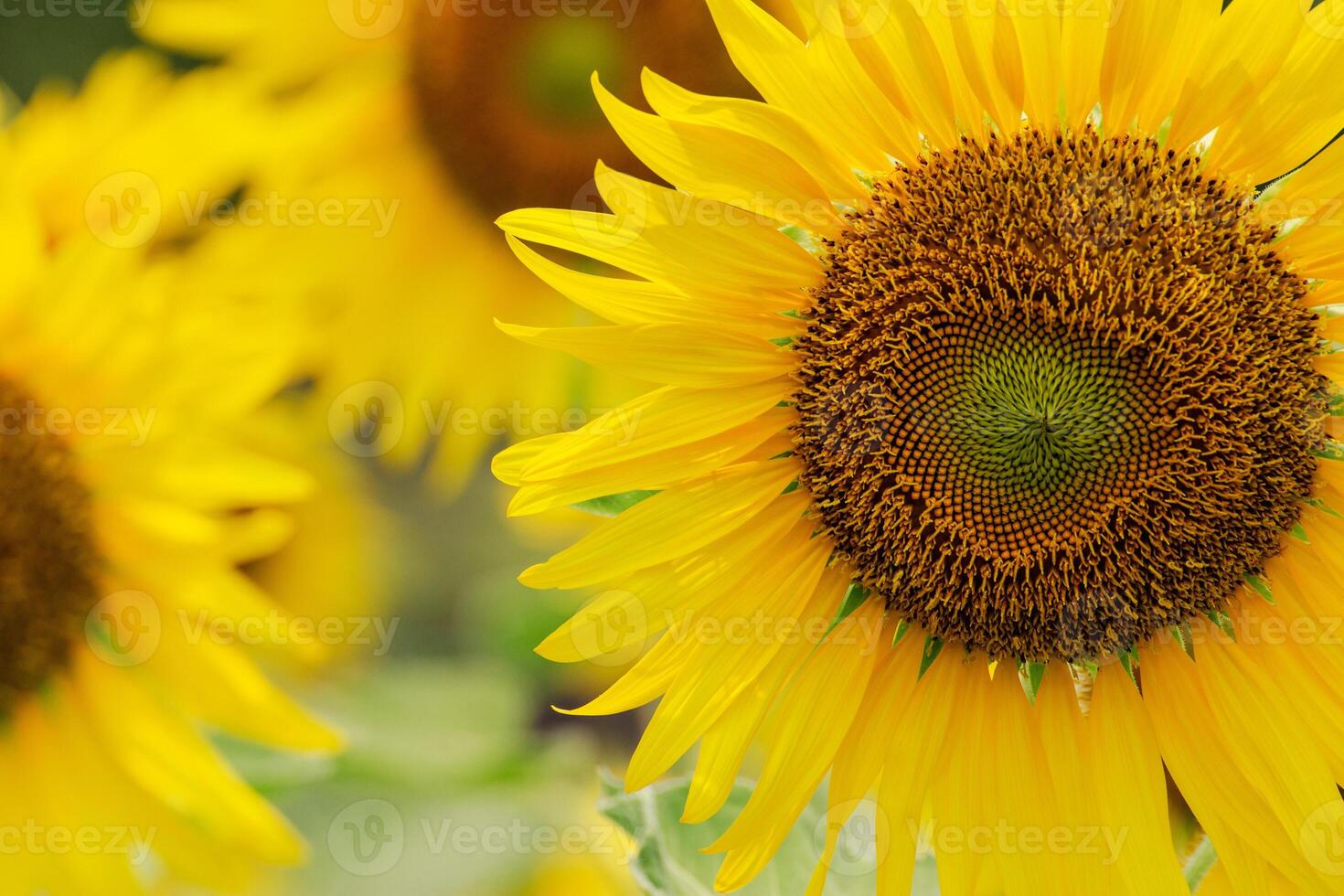 Sunflowers are blooming during photo