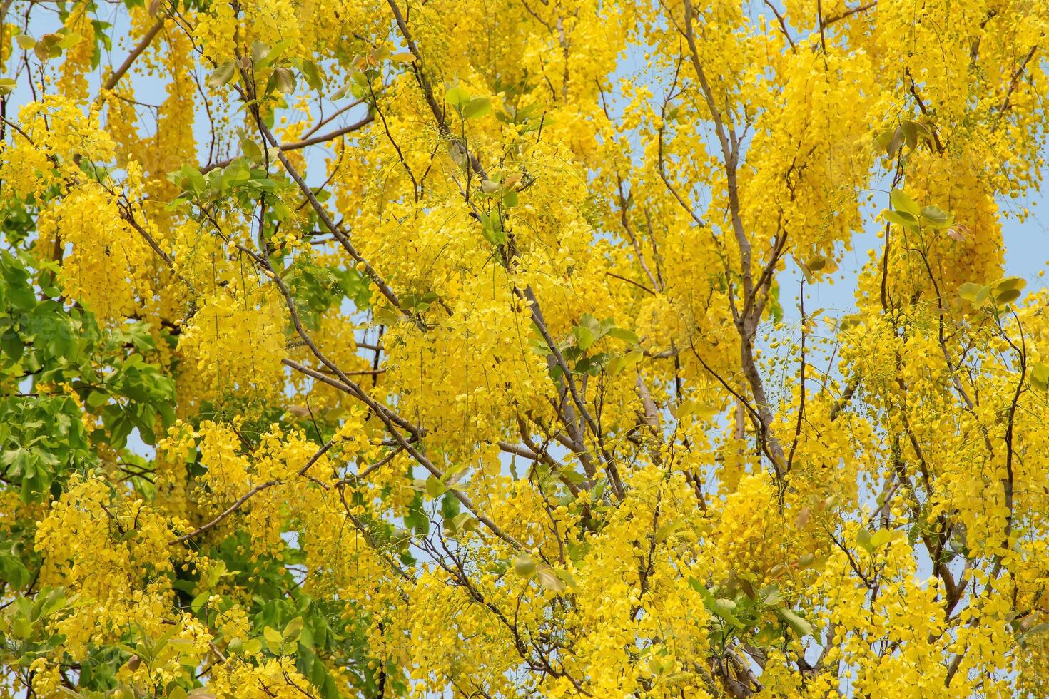The Cassia trees are in full bloom and beautiful on sunny days. photo