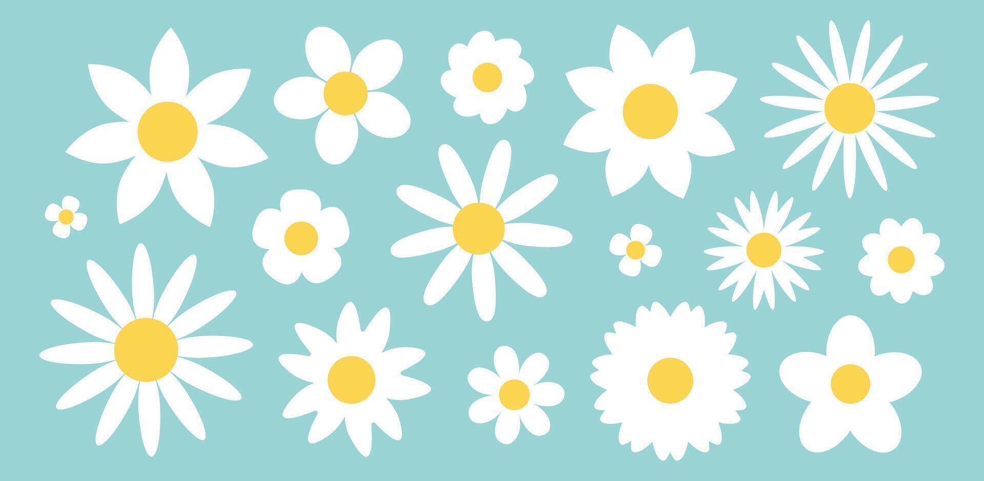 Set of white camomile flowers. Flat botanical illustration. Simple spring floral collection. Cute minimalist daisies. isolated on mint background. vector