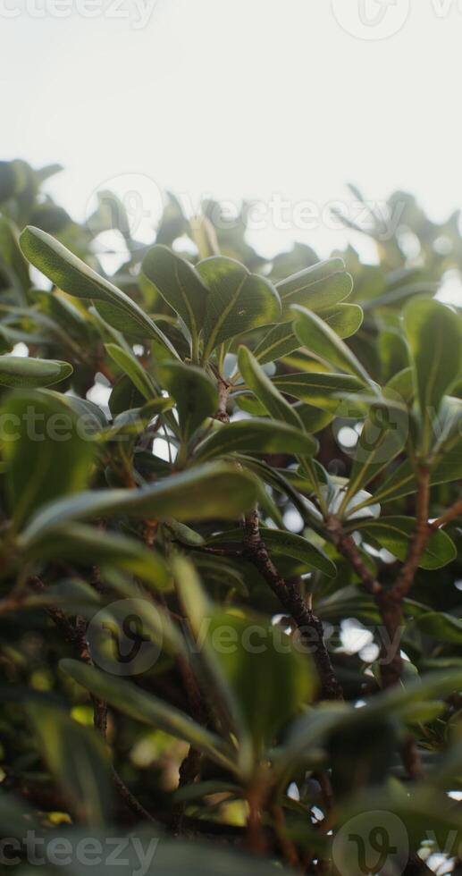 The crown of tree is densely covered with young foliage, close up. Southern vegetation, filming on a sunny day. in 4k, red komodo photo