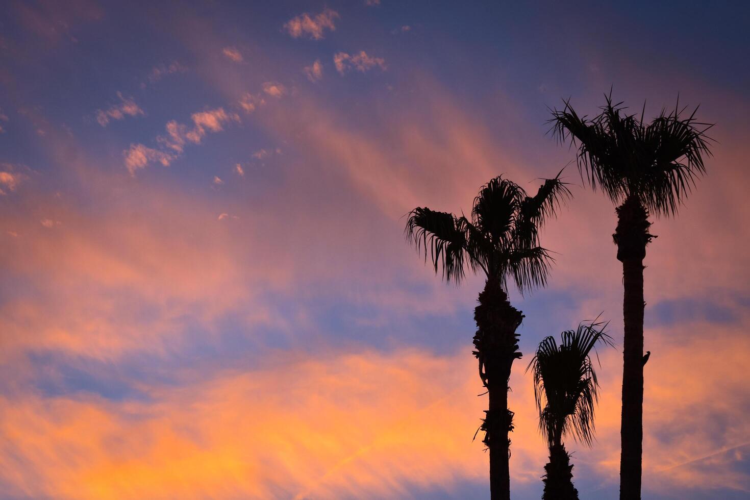 beautiful orange pink sunset sunrise with palm trees photo