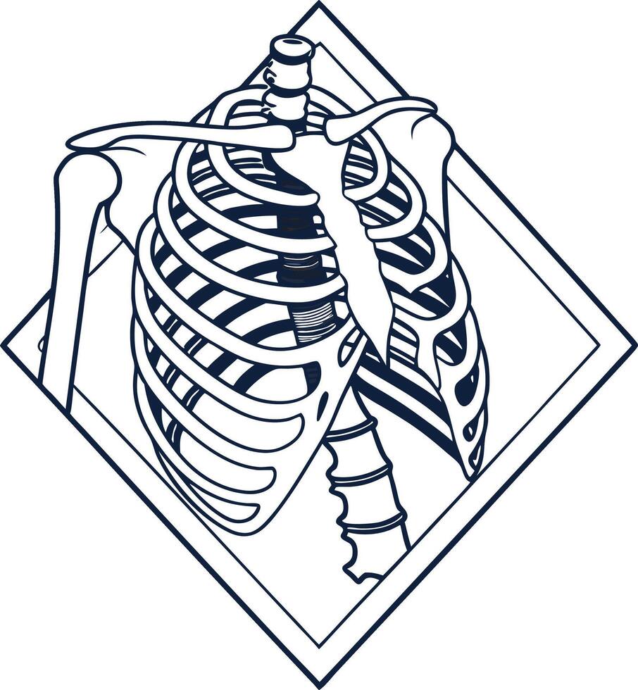 ribcage skeleton anatomy bones human body medical science chest thorax structure biology vector