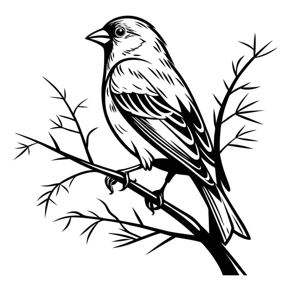 Colorful robin perches on a wild tree branch, a small red-breasted songbird in nature vector