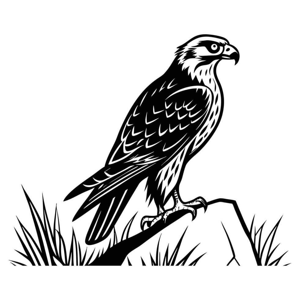 Golden eagle, a majestic bird of prey, isolated on white, showcasing its intense eye, brown feathers, and powerful beak vector
