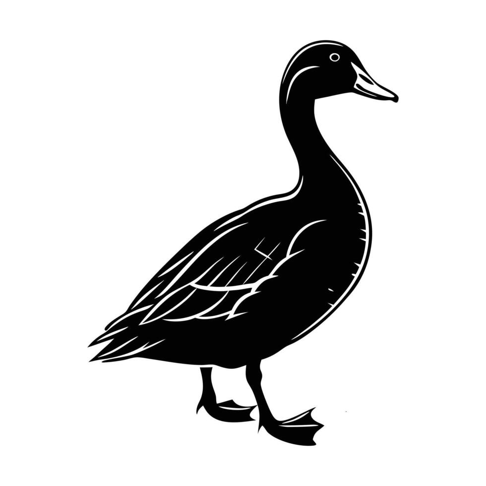 illustration of a white feathered waterfowl bird, a goose or duck, isolated in nature vector