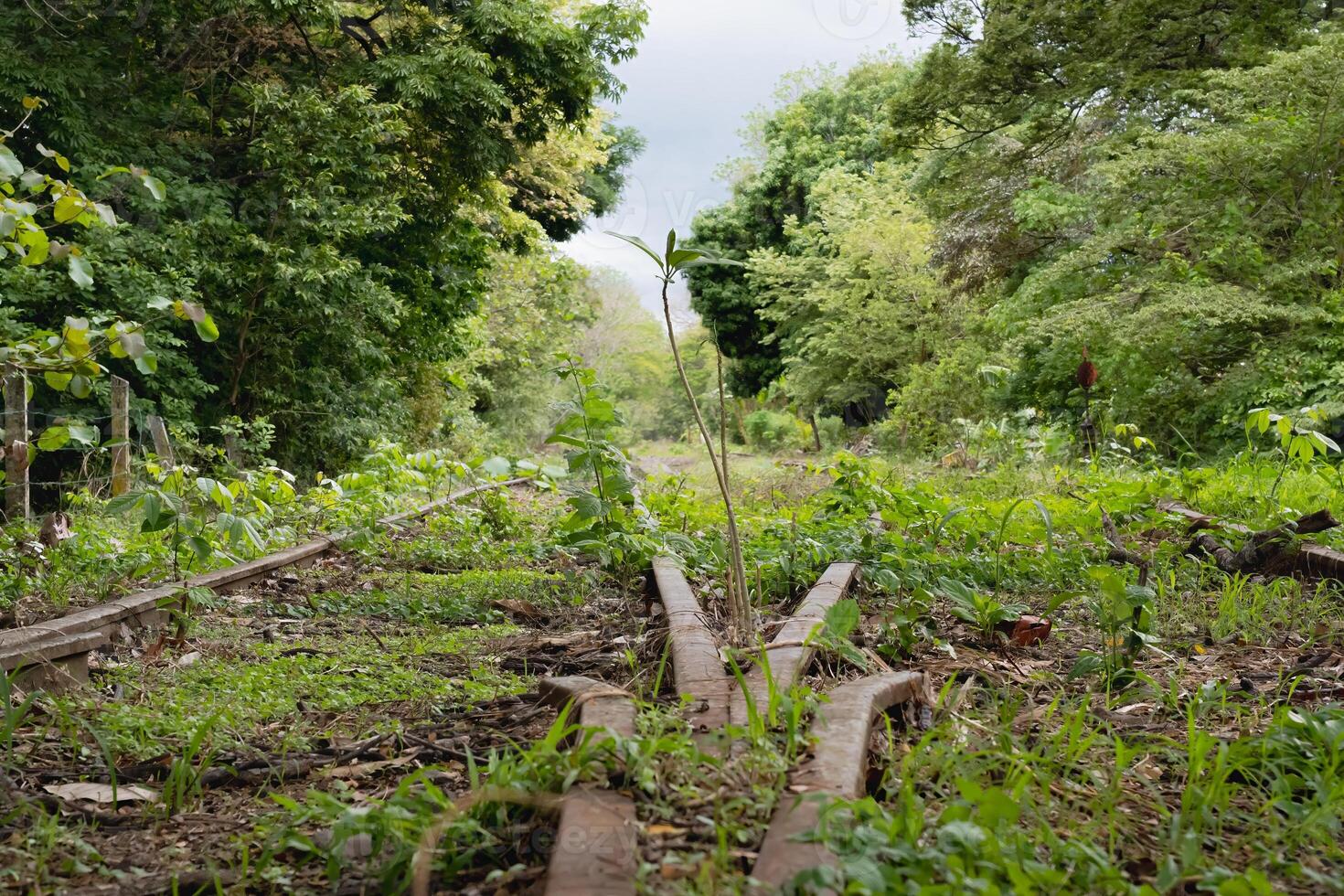Diverging Rails Surrounded by Lush Nature photo