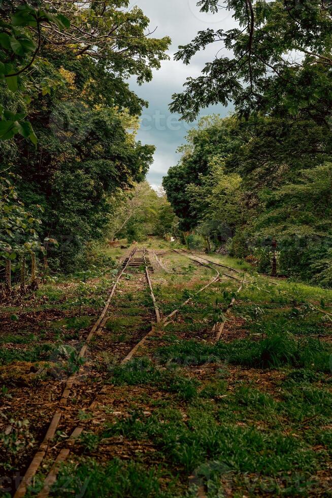 Forgotten Railway Line Hidden in Forest photo