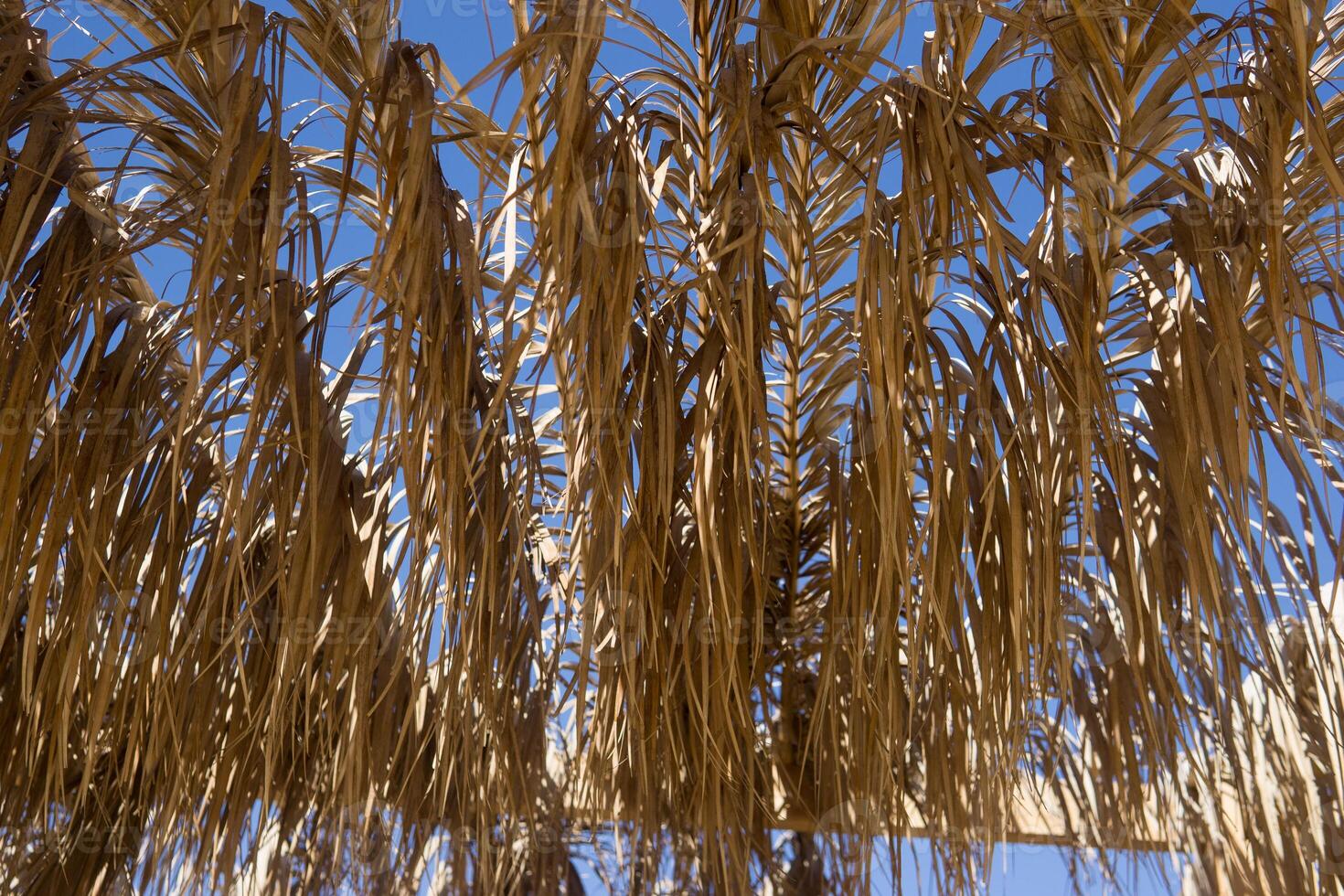 Dry palm leaves creating natural shade structure beneath a clear blue sky. Abstract background for summer vacation, tropical resort concept, restful outdoor design and travel banner. photo