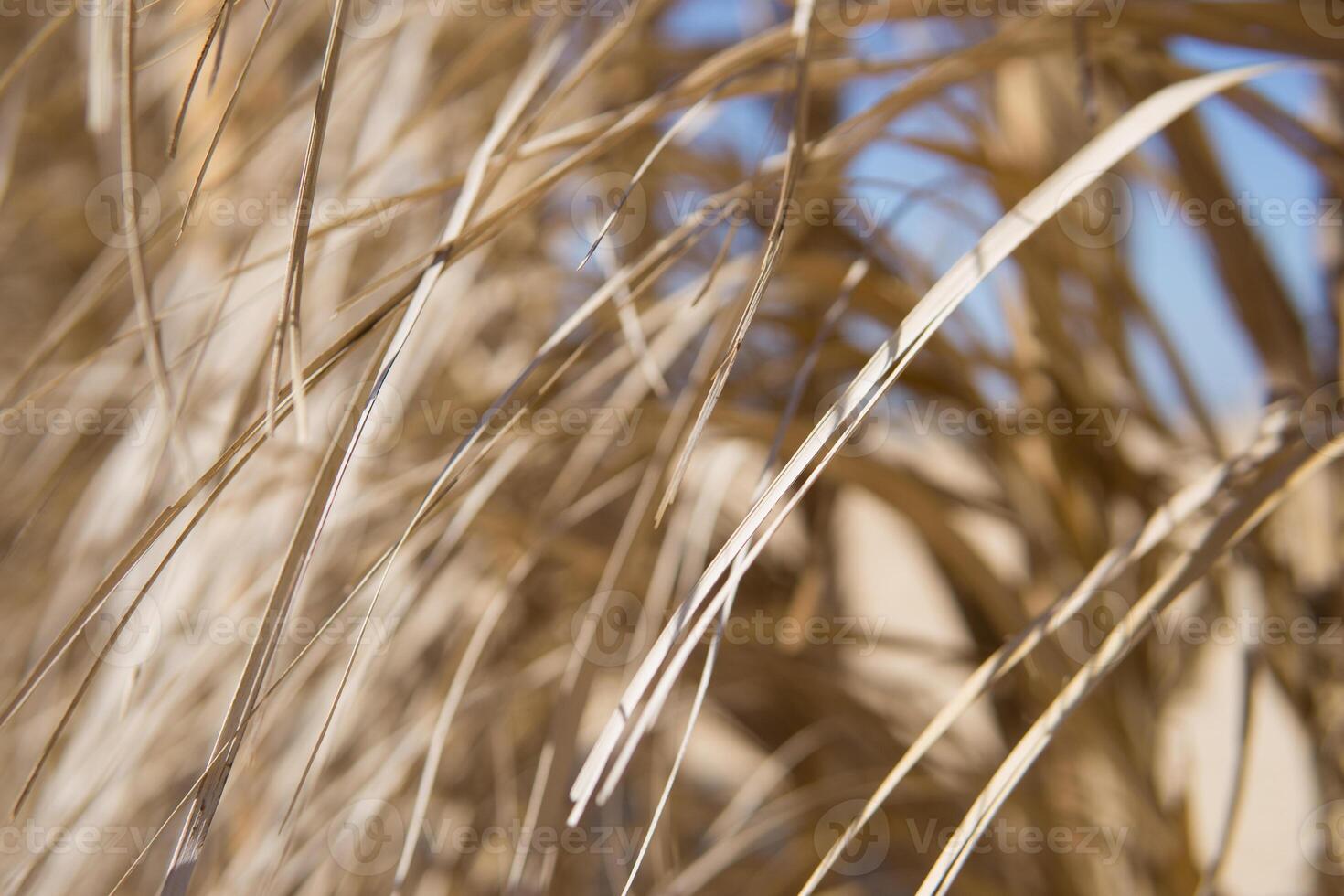 Dry golden straw texture illuminated by sun light. Organic abstract pattern of dried grass or reed. Natural wall backdrop for summer holiday resort design or tropical vacation photo