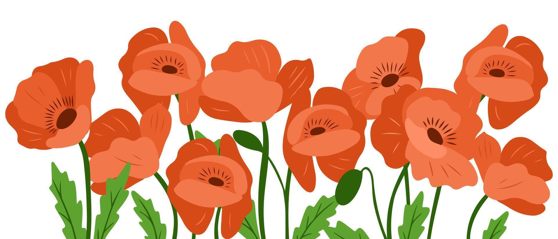 illustration of a row of red poppy flowers with green leaves on white background. Nature and remembrance concept with a botanical theme in hand drawn style vector
