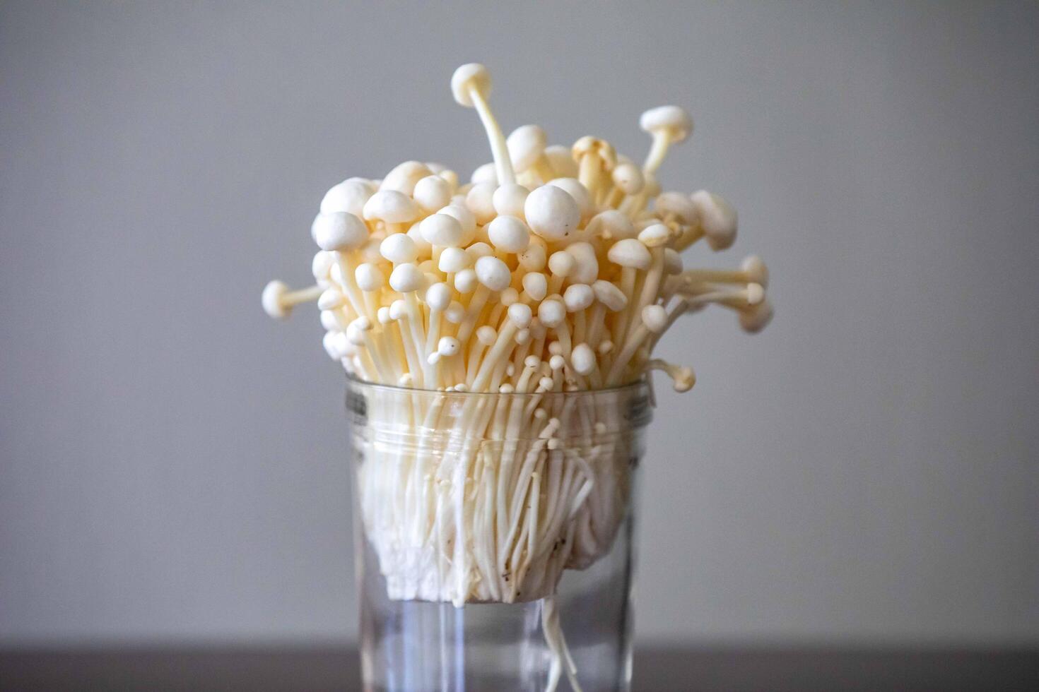 known as Enokitake, the Enoki mushroom Flammulina velutipes, is a variety widely used in oriental cuisine best photo