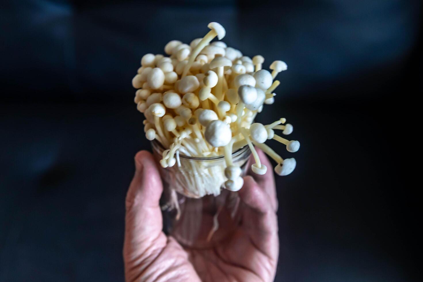 known as Enokitake, the Enoki mushroom Flammulina velutipes, is a variety widely used in oriental cuisine on hand photo