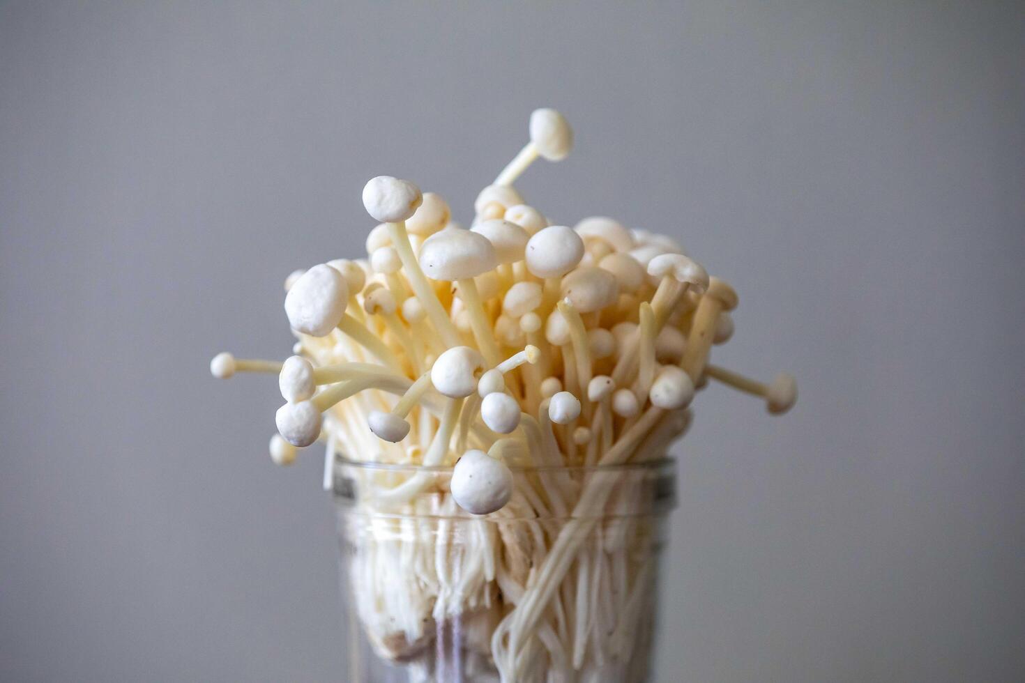 known as Enokitake, the Enoki mushroom Flammulina velutipes, is a variety widely used in oriental cuisine isolated photo