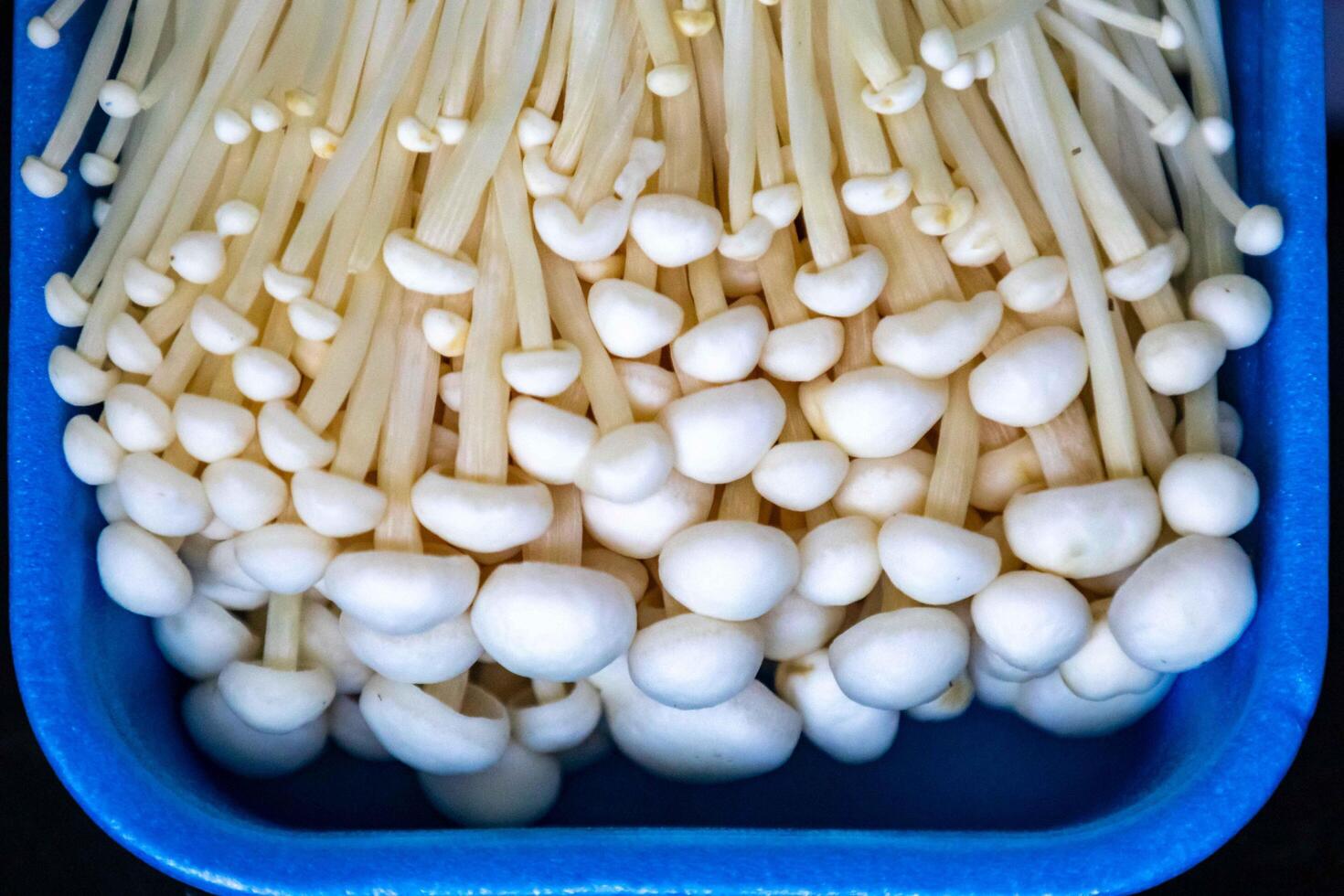 known as Enokitake, the Enoki mushroom Flammulina velutipes, is a variety widely used in oriental cuisine fine details photo