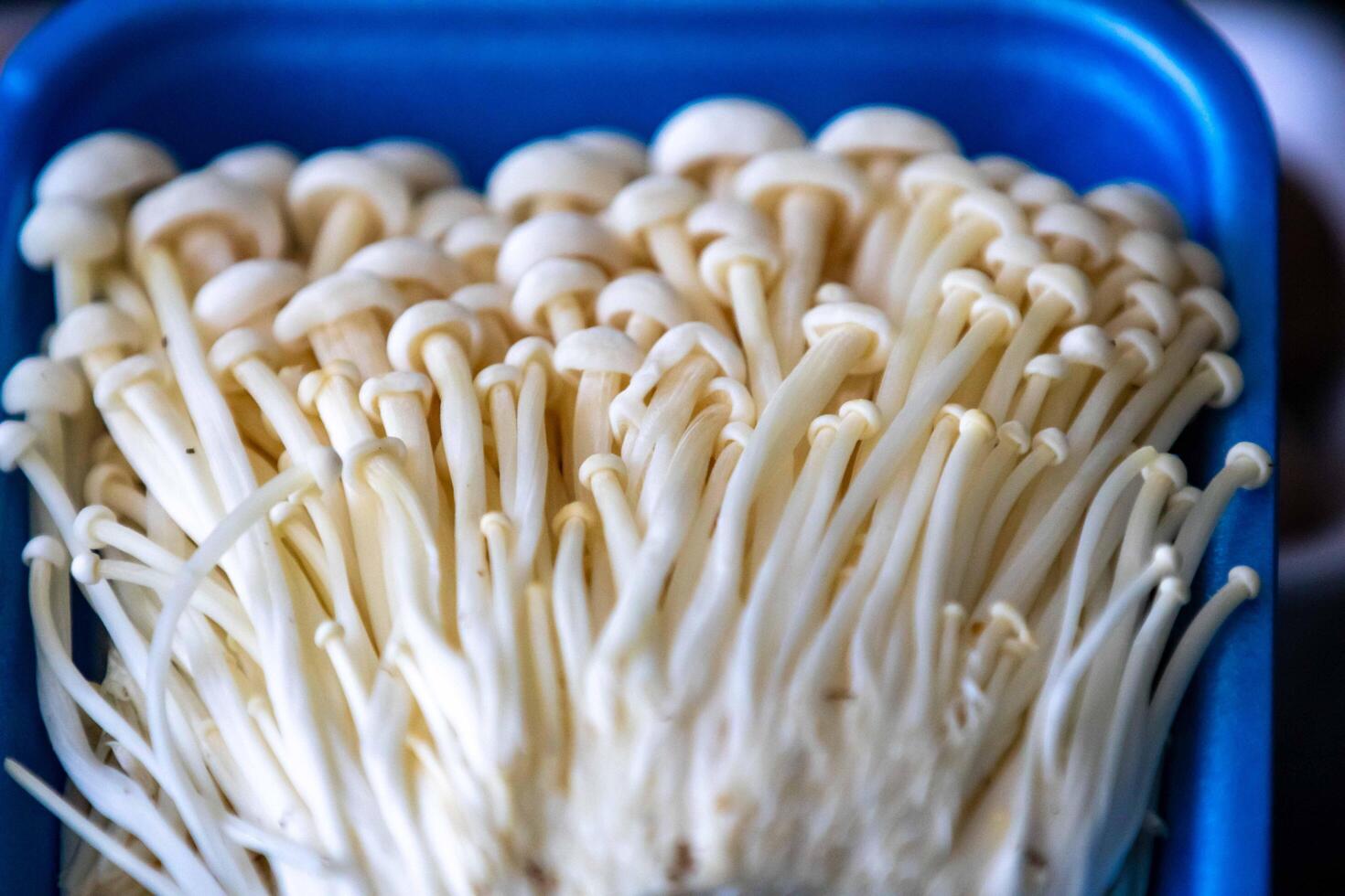 known as Enokitake, the Enoki mushroom Flammulina velutipes, is a variety widely used in oriental cuisine photo
