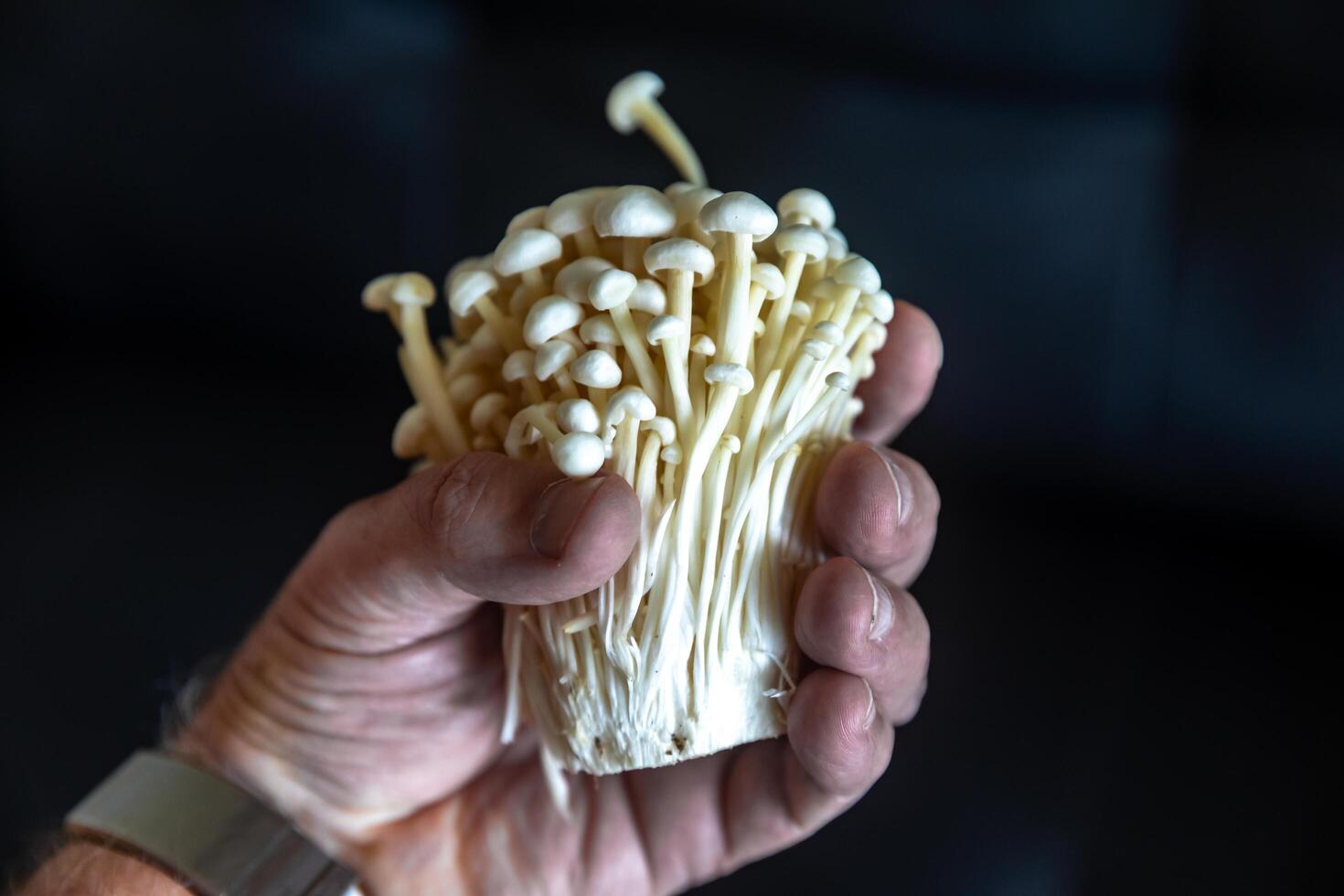 known as Enokitake, the Enoki mushroom Flammulina velutipes, is a variety widely used in oriental cuisine isolated on black photo