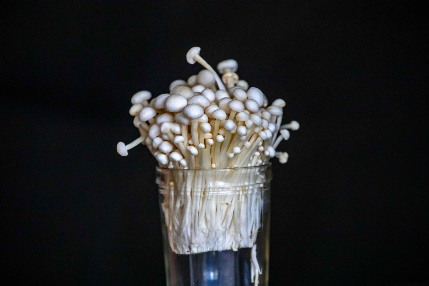 known as Enokitake, the Enoki mushroom Flammulina velutipes, is a variety widely used in oriental cuisine. photo