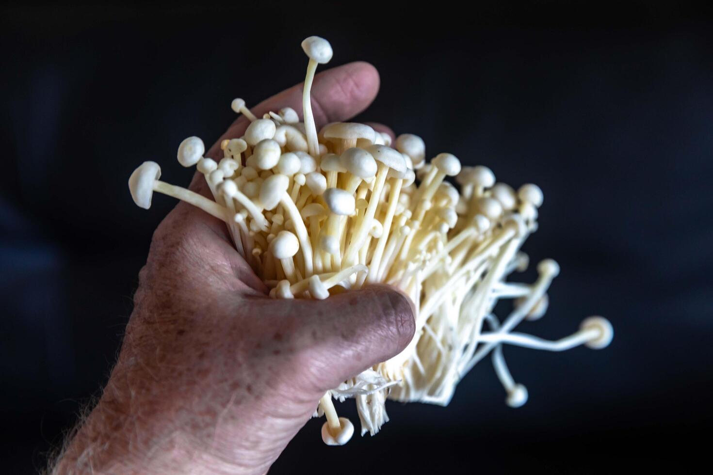 known as Enokitake, the Enoki mushroom Flammulina velutipes, is a variety widely used in oriental cuisine group photo