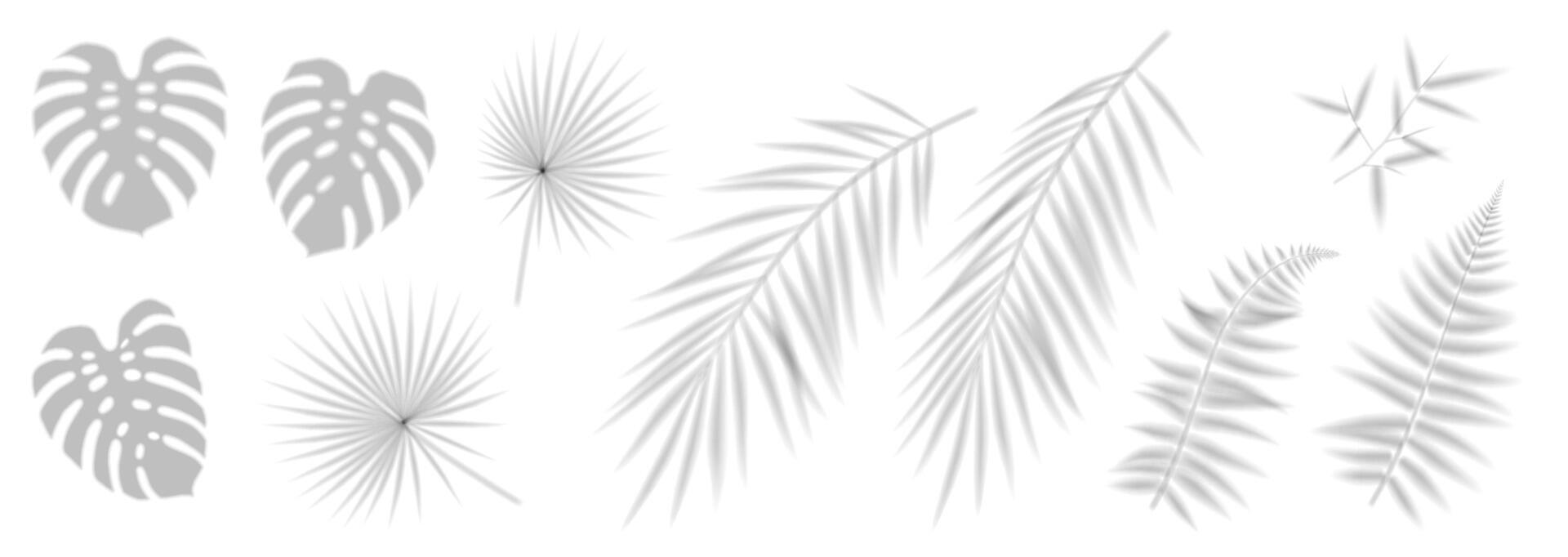 Collection of leaf shadows on a white background. Monochromatic minimalist design with tropical and fern silhouettes. Ideal for modern decor and graphic projects. vector
