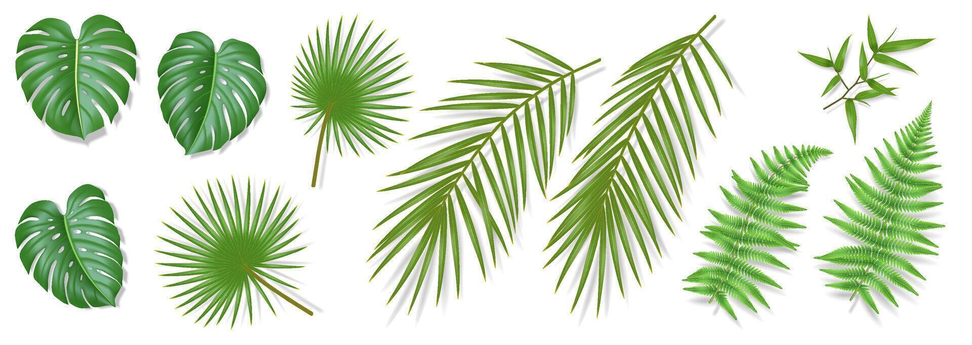 Illustration of diverse tropical leaves in green shades. Includes monstera, palm, fern, and bamboo. Perfect for botanical and naturethemed designs. vector