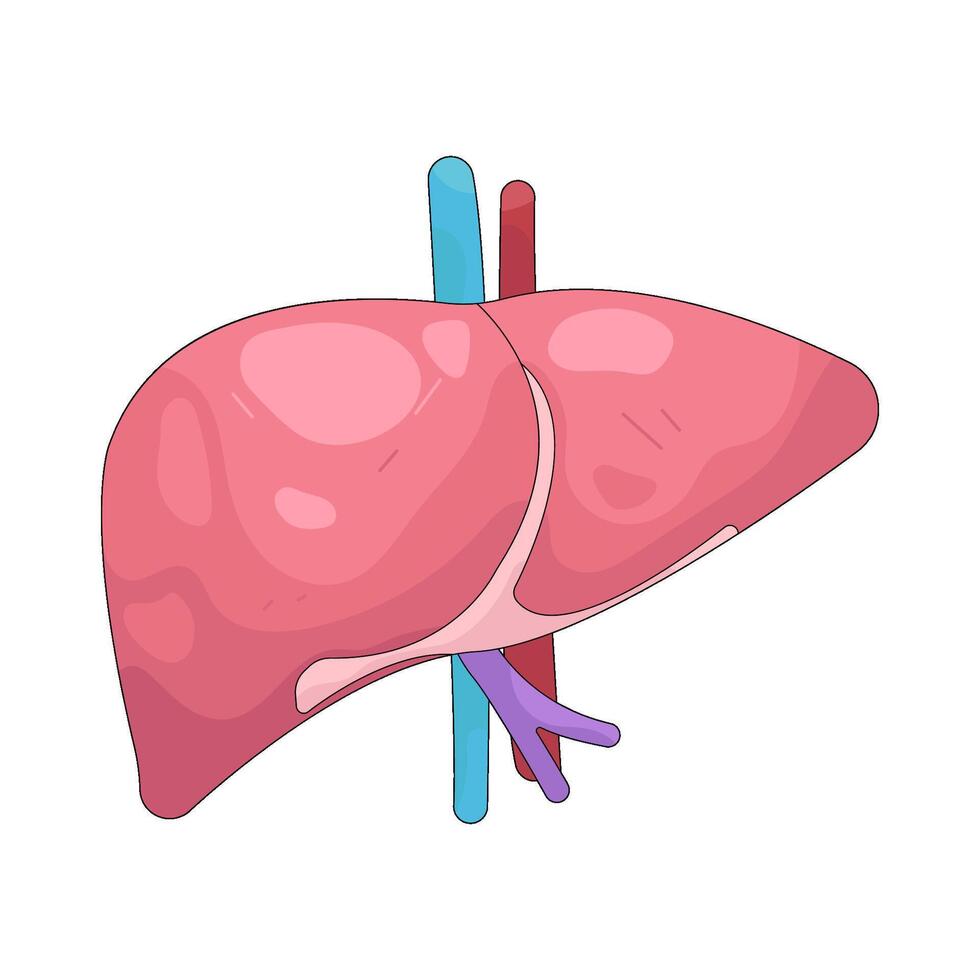 Illustration of human liver organ vector