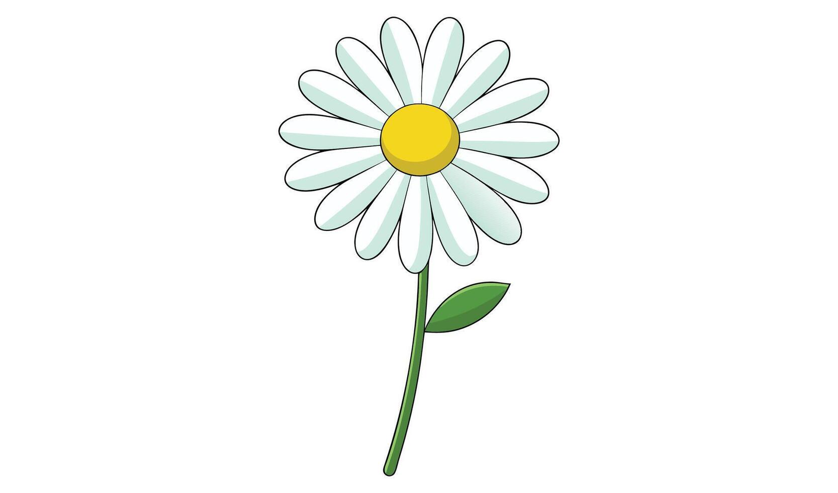 Daisy flower with white petals isolated. on white background vector