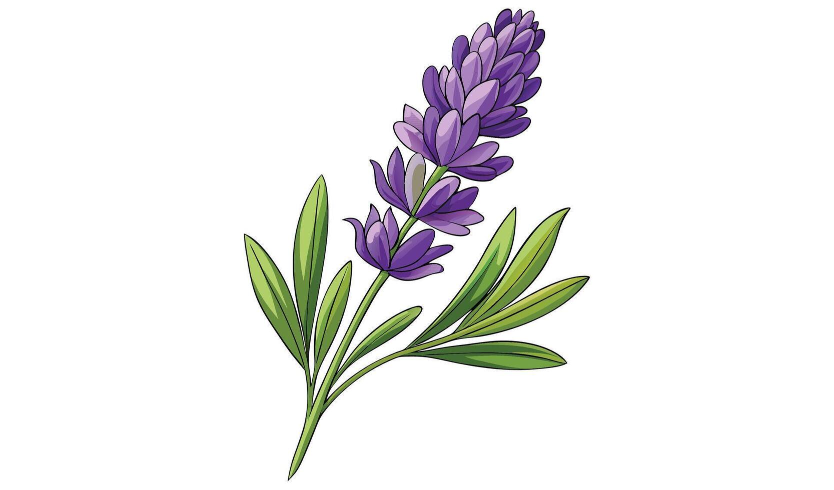 Lavender flower with green leaves isolated,on white background vector