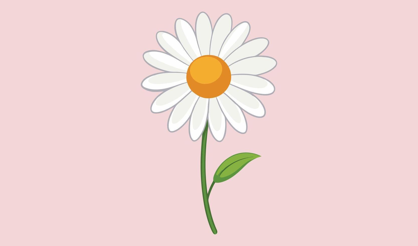 Single daisy flower with white petals and yellow center on pink vector