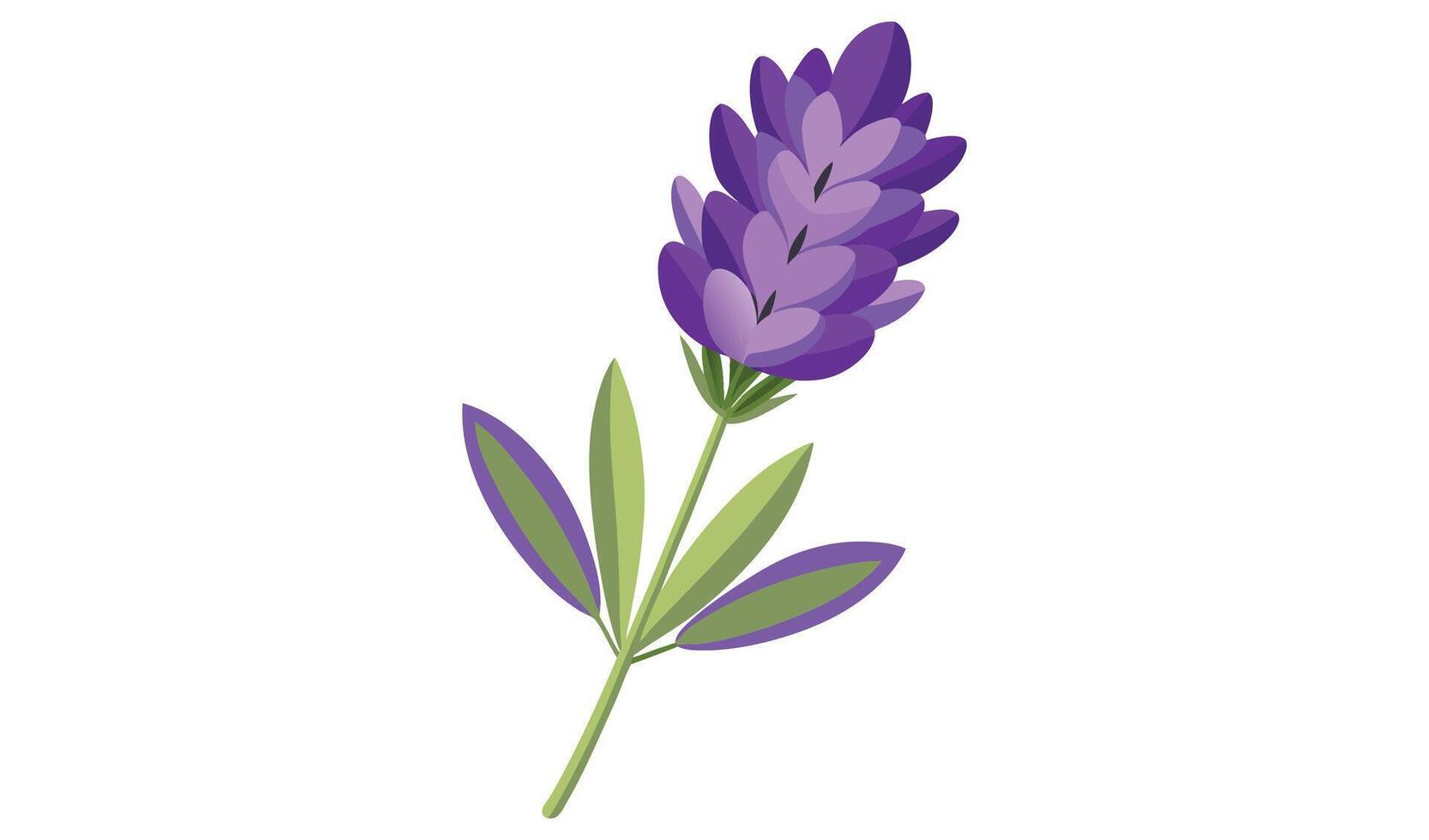 Purple lavender flower isolated illustration vector