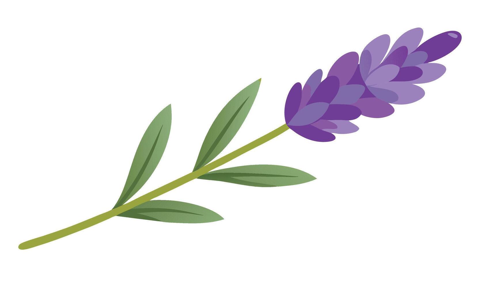 Lavender flower isolated on white background, purple aromatic plant vector