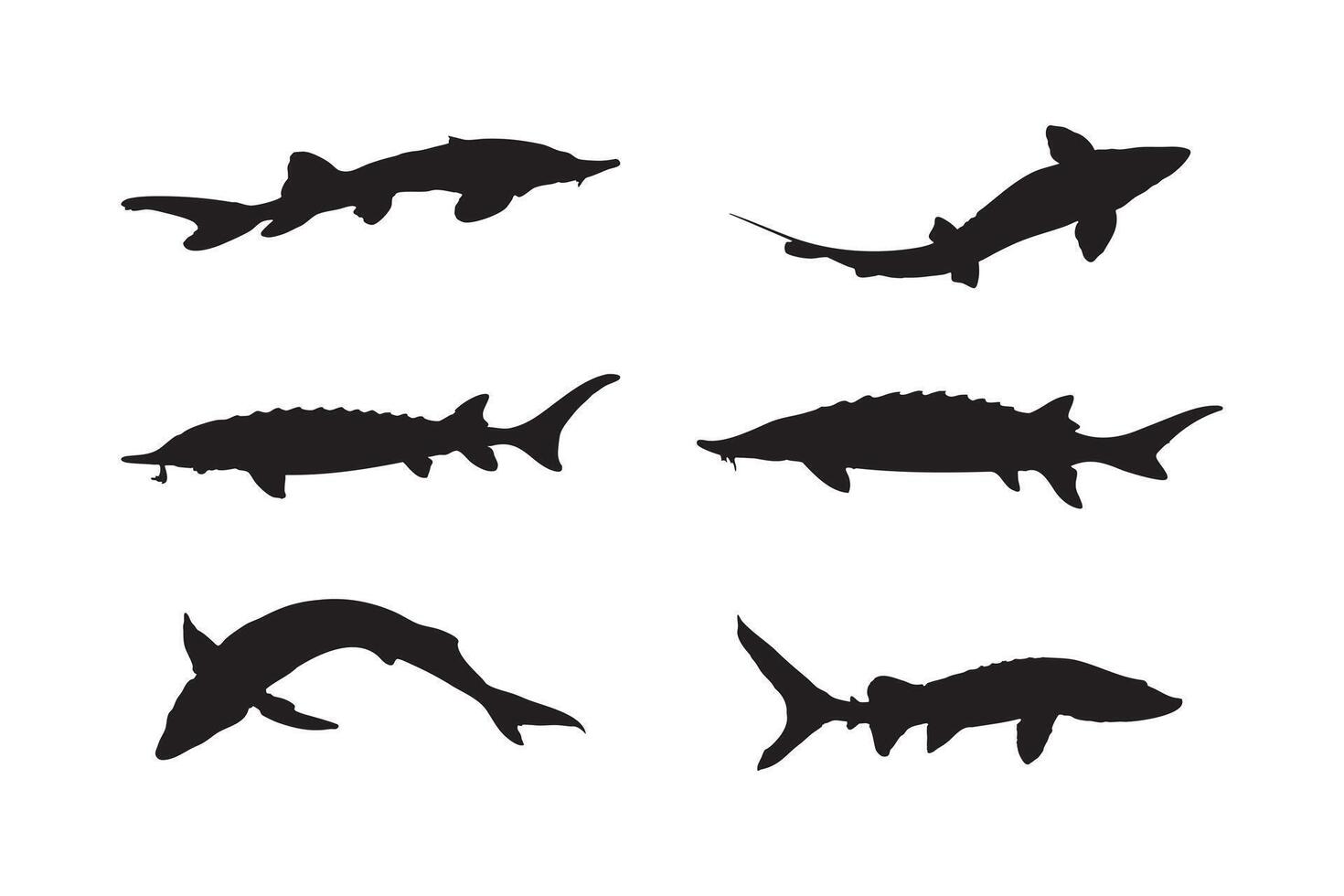 Atlantic Sturgeon Silhouette Set Fish Illustrations in Various Poses for Marine and Wildlife vector