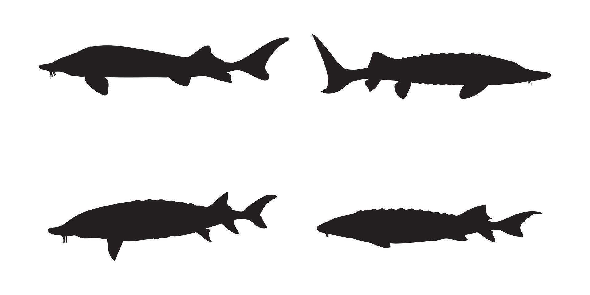 Atlantic Sturgeon Silhouette Set Fish Illustrations in Various Poses for Marine and Wildlife Design on White Background vector