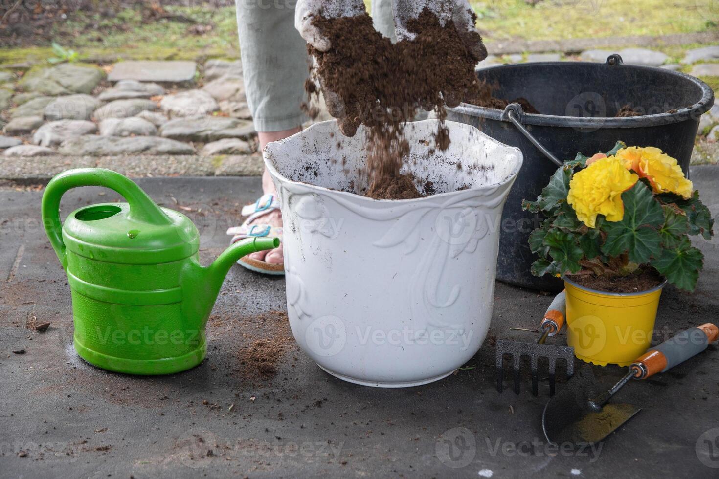 Gadener sorts nutritious soil for flowering plants from debris,saturates it with air before replanting yellow begonia standing nearby, watering can and,garden tools are scattered around, photo
