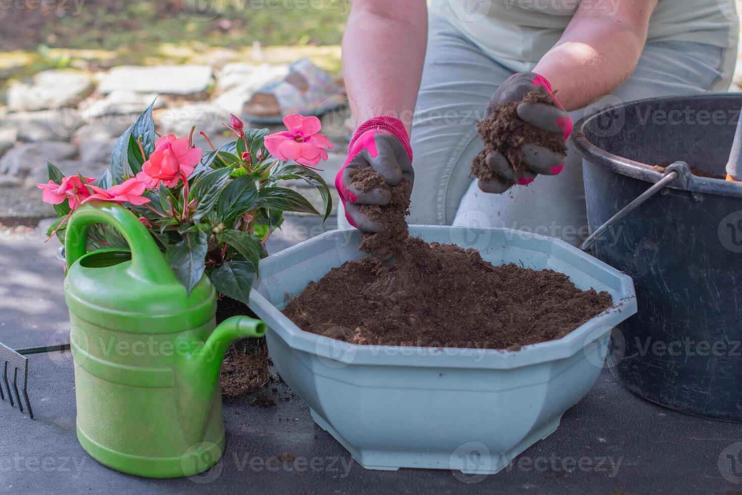 female gardener sorts nutrient soil for flowering plants from debris, loosens, saturates with air before transplanting Pink impatiens walleriana plants, watering can and various garden tools, photo